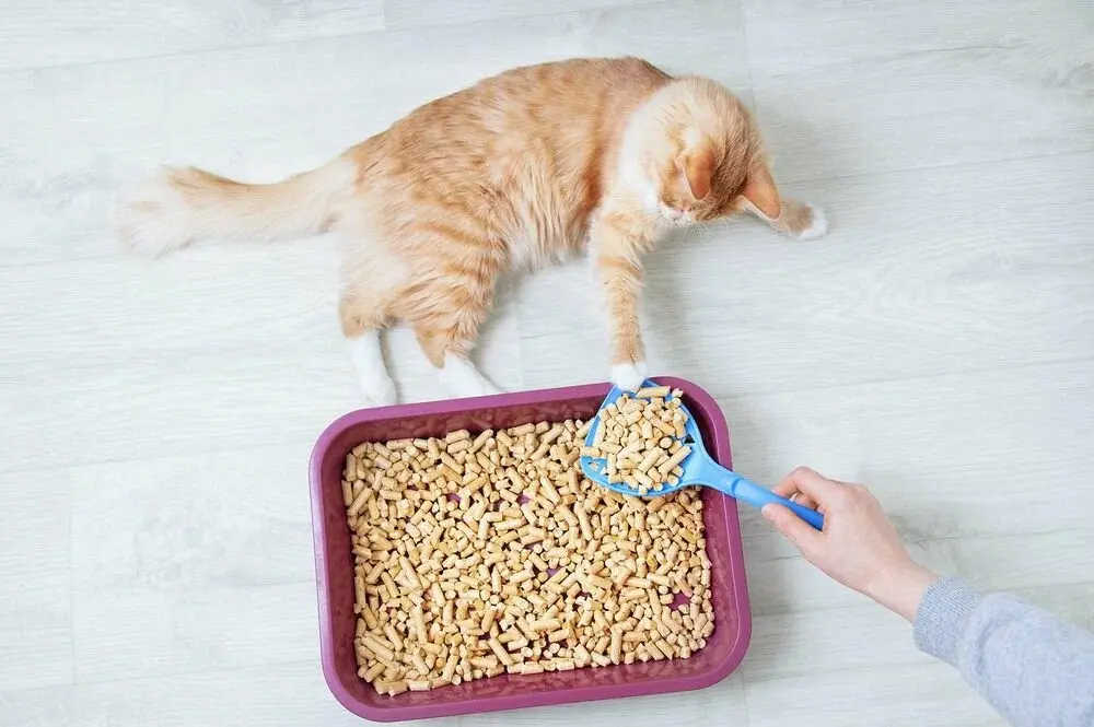 кошка рядом с древесным наполнителем для туалета